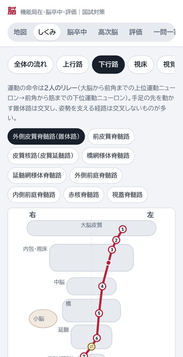外側皮質脊髄路の図。大脳皮質から交叉して脊髄へ下りる