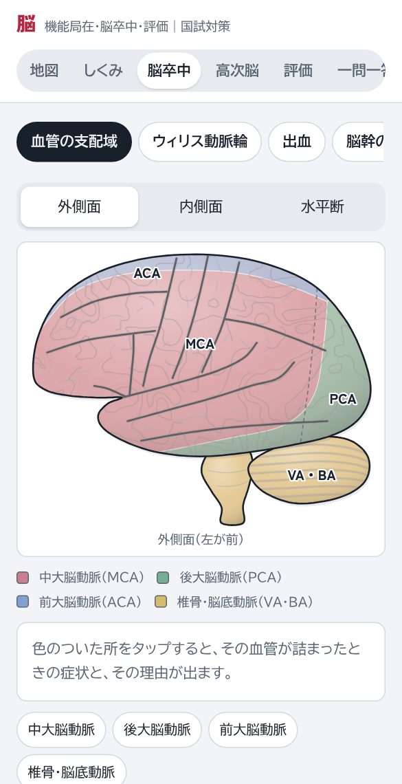 血管の支配域の図。中大脳動脈の範囲が広い