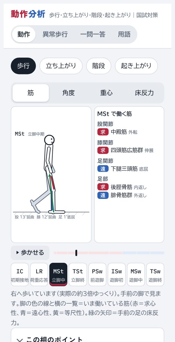 歩行の画面。相ごとの図と筋活動の表