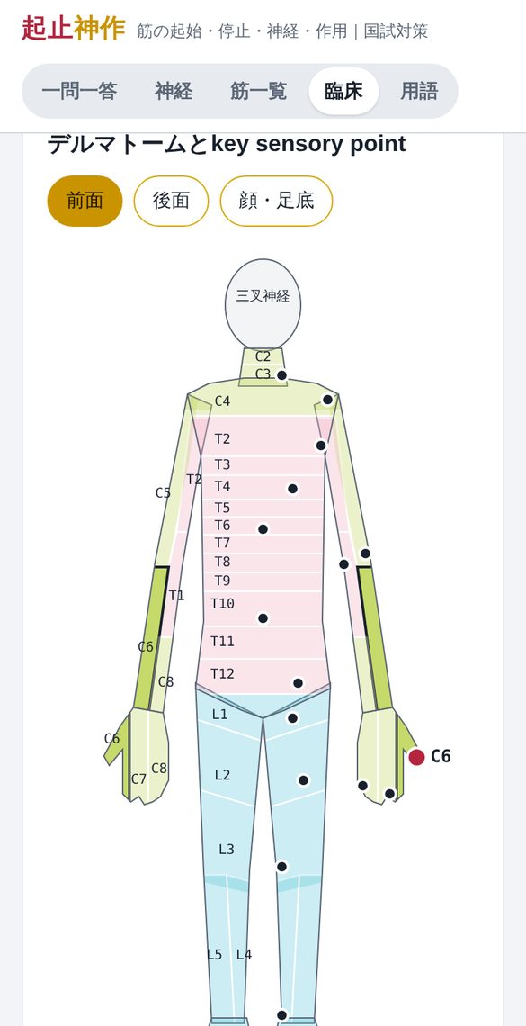 デルマトームの図。C6の範囲とkey sensory pointが強調されている